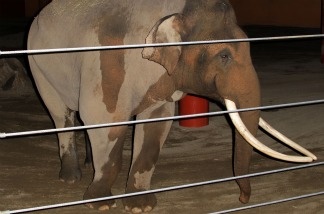 Billy the elephant is introduced during opening night of The Asian Elephant Habitat at The Los Angeles Zoo on Dec. 15, 2010.