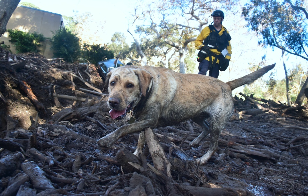 US-WEATHER-MUDSLIDES A member of a search and rescue team and his search dog sift through debris looking for victims on a property in Montecito, California on January 12, 2018.