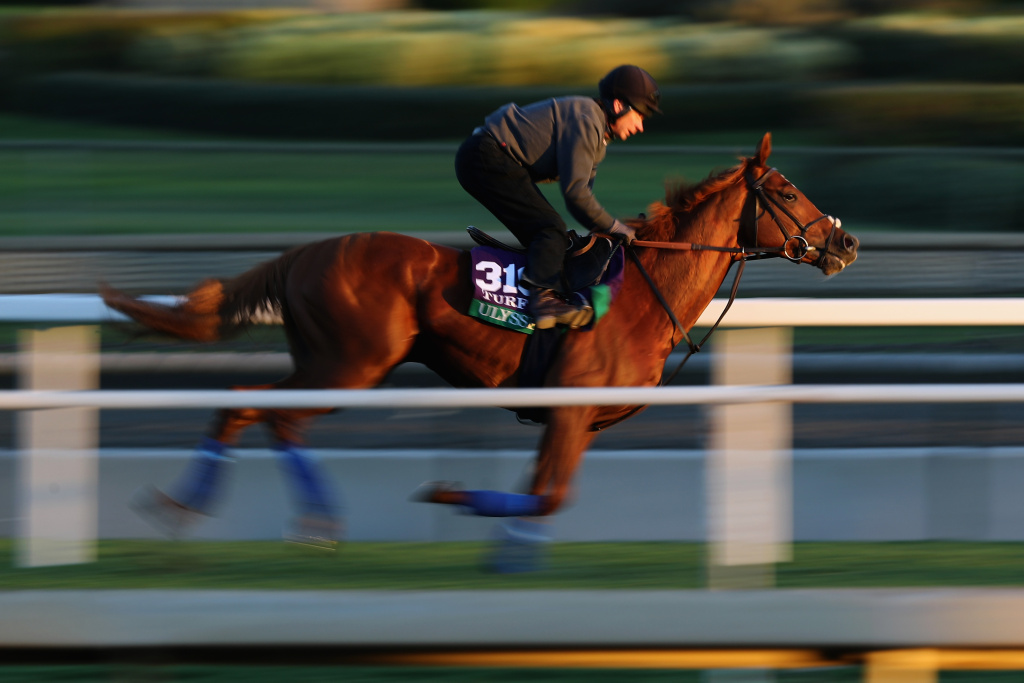 2016 Breeders' Cup World Championships - Previews Ulysses exercises during training for the Turf in the 2016 Breeders' Cup World Championships at Santa Anita Park on November 3, 2016 in Arcadia, California.