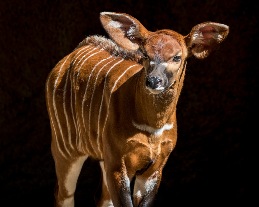 Slideshow Rare baby bongo makes its first appearance at the Los