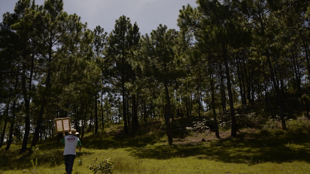 GUATEMALA-CLIMATE-FORESTS-NATIVES Pine trees in Cerro Negro at Sacapulas municipality, Quiche department, located 215 km west of Guatemala City, where indigenous people protect the forest with selective logging. Picture take on September 9, 2016.
Indigenous communities perform different actions in the west of the country to adapt to the adverse effects of climate change. / AFP / JOHAN ORDONEZ (Photo credit should read JOHAN ORDONEZ/AFP/Getty Images)