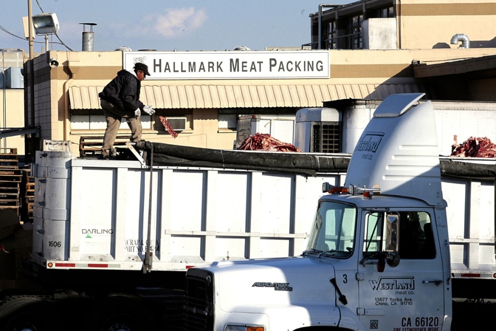 Food and Farm Animal Welfare A worker throws a piece of meat among cattle carcass scraps dropped into a truck at the Hallmark Meat Packing slaughterhouse in Chino, Calif.