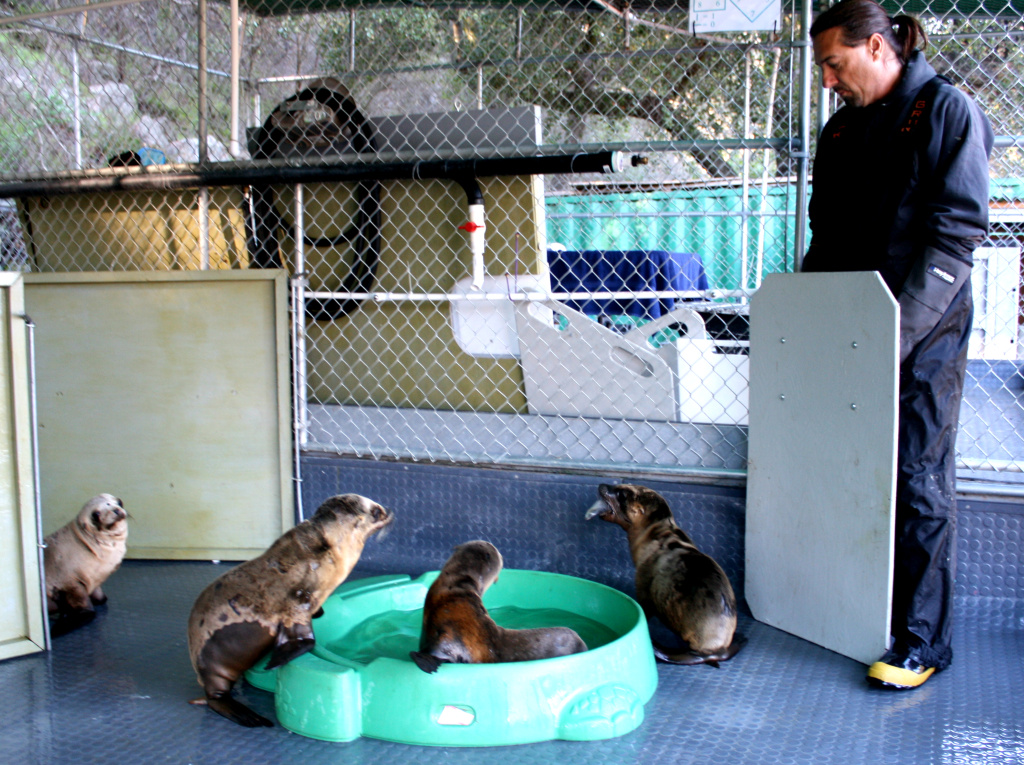 California Wildlife Center's Mike Remski uses California Wildlife Center's Mike Remski uses