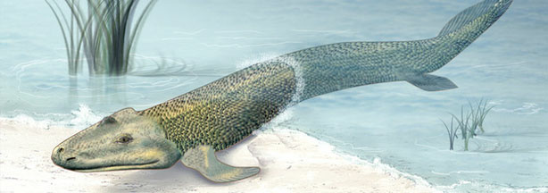 An illustration of what the sea creature Tiktaalik may have looked like. Known as a "fishapod," Tiktaalik bridged the gap between sea living and land living creatures, and played an important evolutionary role on our journey to becoming human.