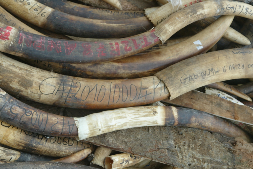 Five tons of ivory worth around 10 million euros The U.S. Fish and Wildlife Service is attempting to curb the sale of illegal ivory in the U.S..