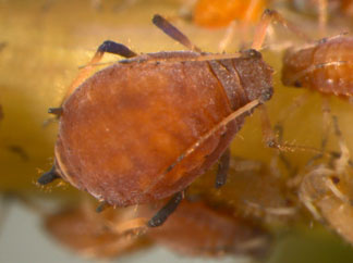 Photo of the illegal insect Toxoptera odinae, also known as van der Goot courtesy of aphidweb.com