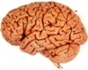 Mercer 5312 The Brain