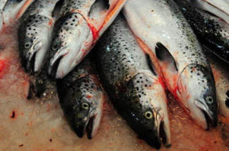 Mercer 10496 Salmon are ready to be washed and manufactured in Puerto Montt, southern Chile.