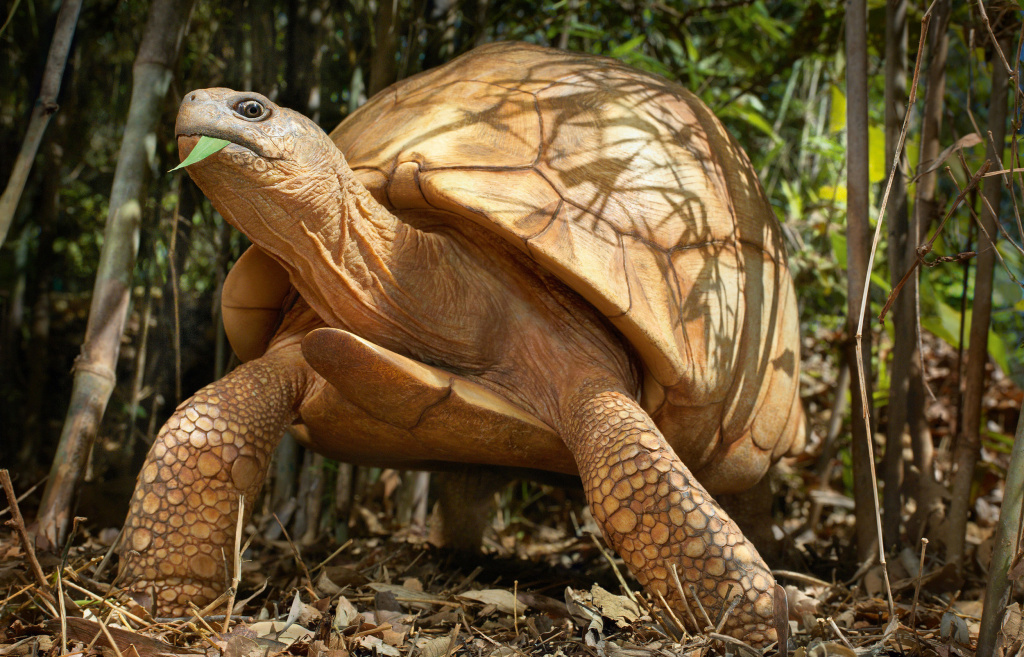 endangered species The ploughshare tortoise of Madagascar is down to perhaps 100 adults in the wild. Poachers sell the tortoises as pets for up to $4,000 apiece on the black market.