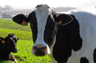 Mercer 14984 About 200 cows graze on the Point Reyes Farmstead Cheese Company's 700-acre farm in northern California.