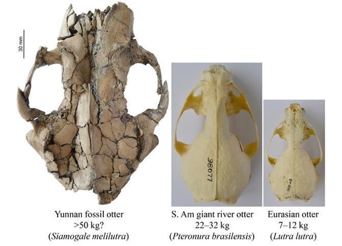 otter-size-comparison_custom-e5c83201aef061900a69d3cda4b6b1b0b9bb929b-s800-c85.jpg A comparison of the cranium size of the newly discovered ancient otter with other otter species.