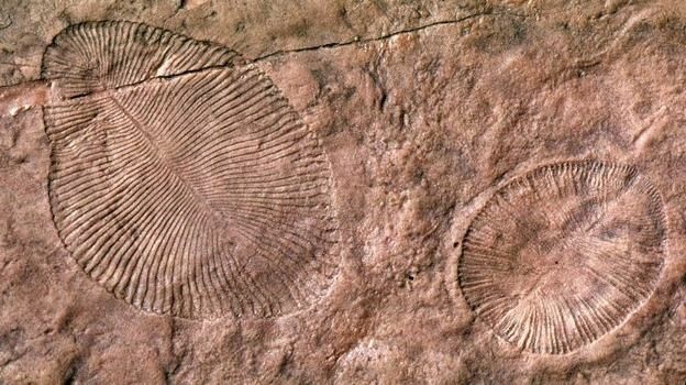The fossil remains of Dickinsonia, an Ediacaran organism that's long been extinct. Scientists have long assumed these early life forms lived in the sea, but a new study argues they emerged on land.