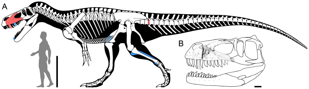 Figure 4 Reconstruction of Torvosaurus gurneyi in lateral view.