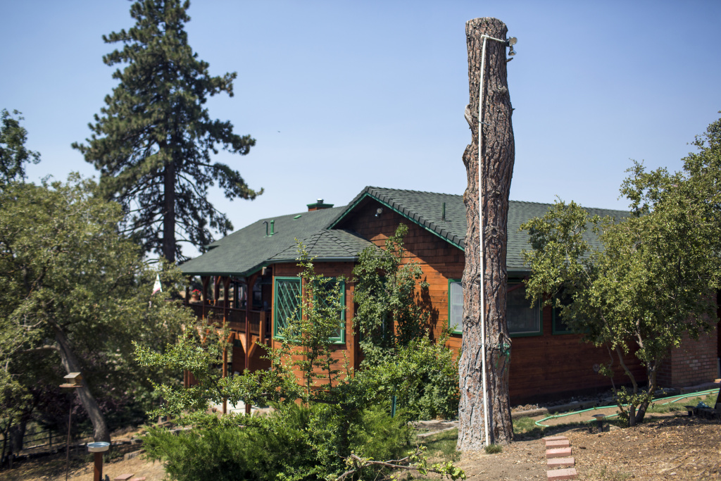 Tree Mortality - 7 Mark Anderson had attached lighting to a Ponderosa Pine that later died. Anderson says he witnessed century-old trees die in a matter of weeks.