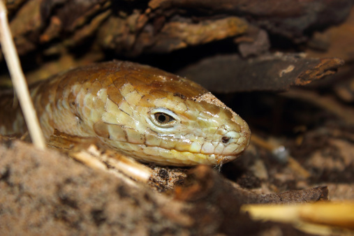 Scheltopusik also spelled Sheltopusik or European Legless Lizard (Pseudopus apodus) genus Pseudopusis, a large glass lizard found from southern Europe to Central Asia. Until the discovery of four new species in California, scientists believed there was only one species of legless lizard in the American West.
