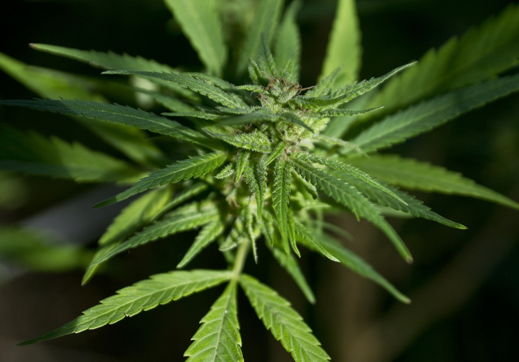 URUGUAY-CANNABIS-BILL A cannabis plant is seen in a house of Montevideo on April 25, 2014. In last December, Uruguay became the first country in the world to regulate the market of sales of cannabis and its derivatives in an plan considered a bold experiment by authorities frustrated with losing resources to fighting drug trafficking.