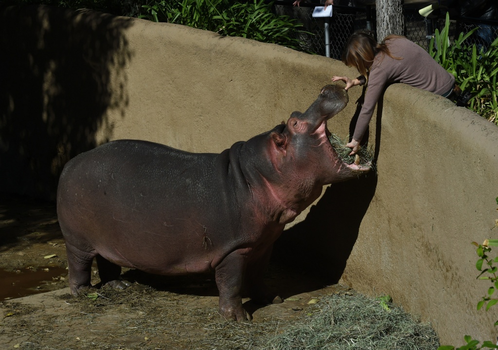 Slideshow Adhama the hippo gets ready to move from the LA Zoo to