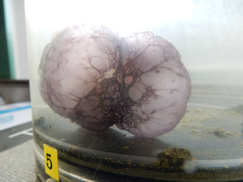 2016-nautilus-na074-purple-orb-lab-1_custom-097f0d12cf691b53183eca8dc81f501982bf8a46-s800-c85.jpg The mysterious blob unfolded once it was on board the exploration vessel.