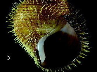 This spiky mollusk is called Alviniconcha strummeri, named after Joe Strummer, the late frontman for the Clash.
