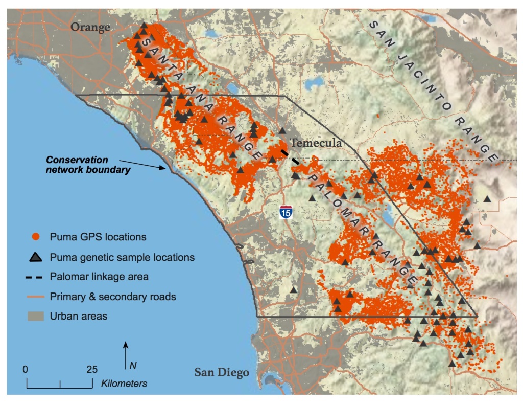 Mountain lion populations are extremely isolated in Southern California due to highways like the I-15, which cut off genetically distinct populations from each other. Mountain lion populations are extremely isolated in Southern California due to highways like the I-15, which cut off genetically distinct populations from each other.