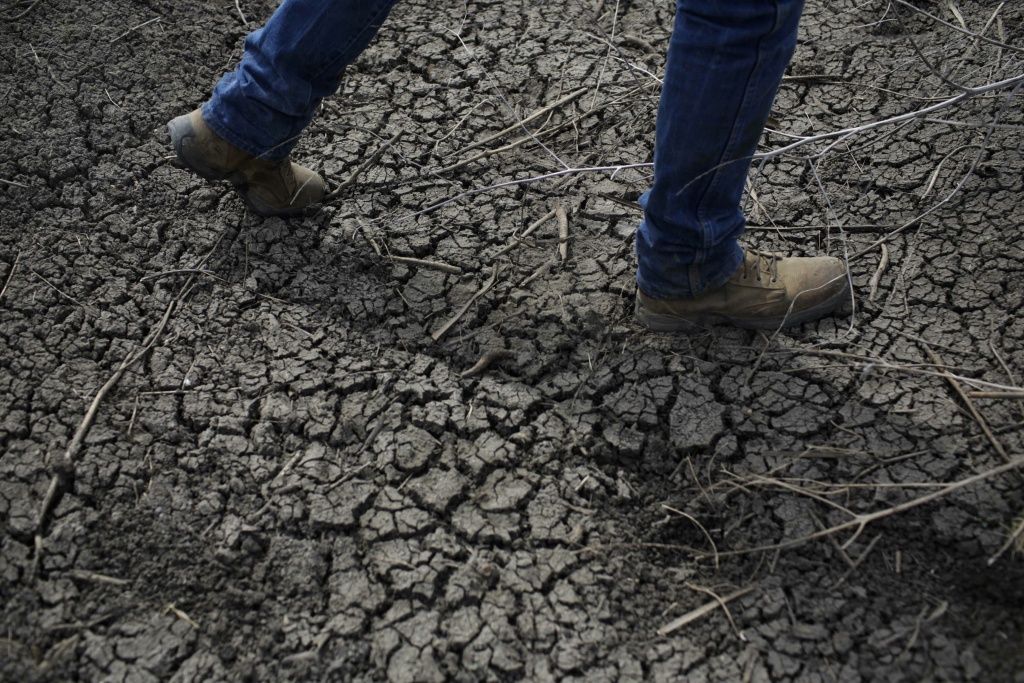 FILE - In this May 1, 2014 file photo, fourth-generation rice farmer Josh Sheppard walks across the dried-up ditch at his rice farm in Richvale, Calif. (AP Photo/Jae C. Hong, File)