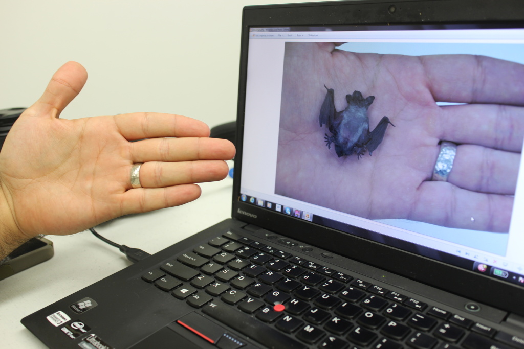 Slideshow Everything you didn't know about bats in Los Angeles 89.3 KPCC