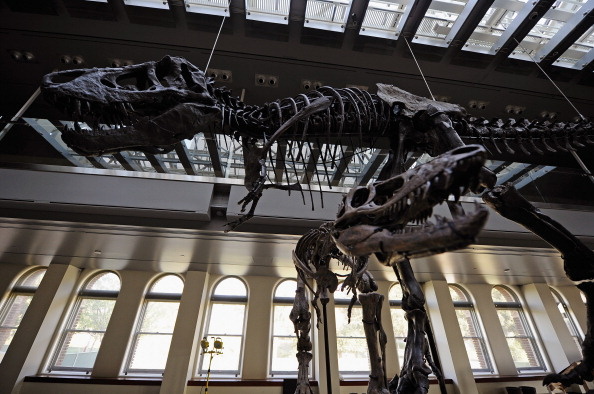 File: A dinosaur skeleton on display at the Natural History Museum of L.A. County.