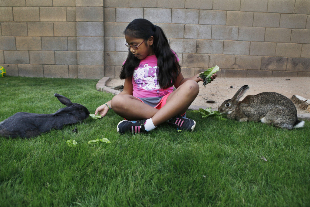 Vanessa feeds her two rabbits in the backyard. Vanessa feeds her two rabbits in the backyard.