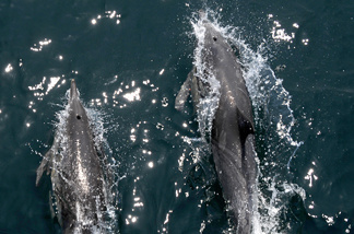 File photo: Members of a pod of common dolphins surf the bow wake of a boat during an excursion to search for endangered blue whales, in the Pacific Ocean off the coast of Long Beach, California on July 16, 2008.