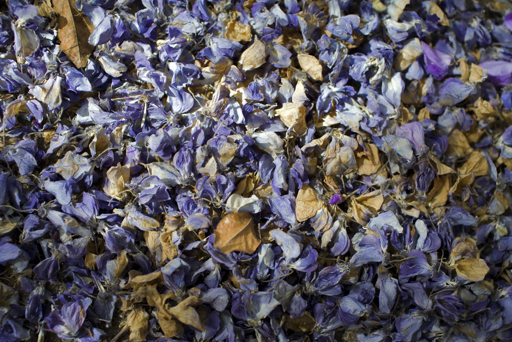 Slideshow Wistaria Festival How did Sierra Madre's recordsetting