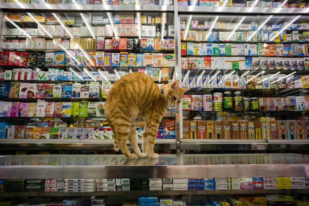 TOPSHOT-HONG KONG-CATS-OFFBEAT A cat streches on a counter top in a Chinese and western medicine shop in Hong Kong.