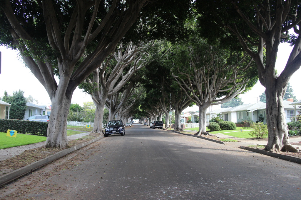 The quiet street on the east side of Santa Monica is coated by a thick canopy of ficus trees. The quiet street on the east side of Santa Monica is coated by a thick canopy of ficus trees.