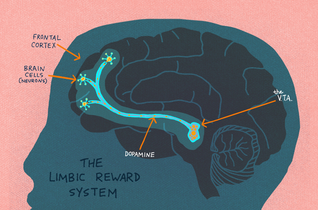 The Limbic Reward System lights up when curiosity is piqued. The Limbic Reward System lights up when curiosity is piqued.