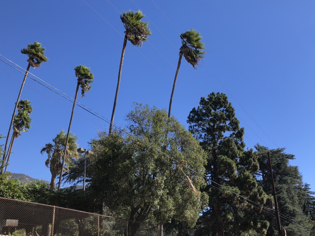 Palm trees bend over power lines in Altadena because of Santa Ana winds. Palm trees bend over power lines in Altadena because of Santa Ana winds.
