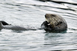 File: A sea otter feeds, April 6, 2004, near Valdez, Alaska.