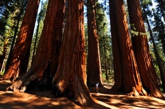 Mercer 11384 Proposition 21 would increase your vehicle registration fee but give aid to struggling State Parks