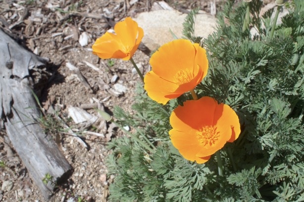 Mercer 15947 A few California poppies at the Theodore Payne Nursery