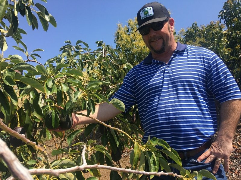 Jon Stearns says that as an avocado grower, he hopes new varieties come on the market. Jon Stearns says that as an avocado grower, he hopes new varieties come on the market.
