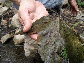 Even adult New Zealand Mud Snails, like the dark, conical ones in the middle of this leaf, are tiny: three to six can fit across the surface of a dime.