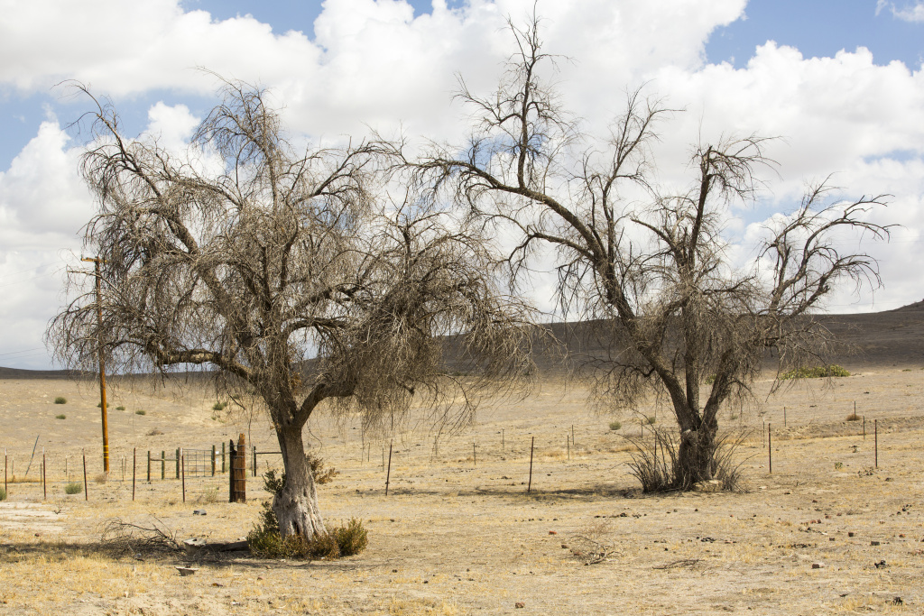 As the climate warms, drought is killing large numbers of trees in California. Scientists are looking to the past to try and understand how the ecosystems of today may be changing. As the climate warms, drought is killing large numbers of trees in California. Scientists are looking to the past to try and understand how the ecosystems of today may be changing.