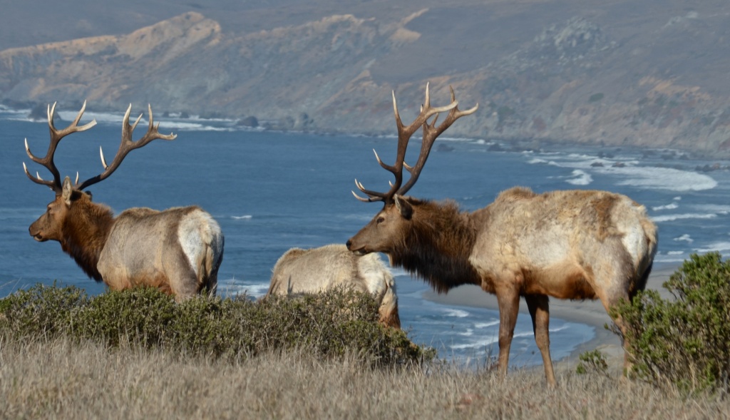250 native elk die inside fenced area at California seashore, drought a