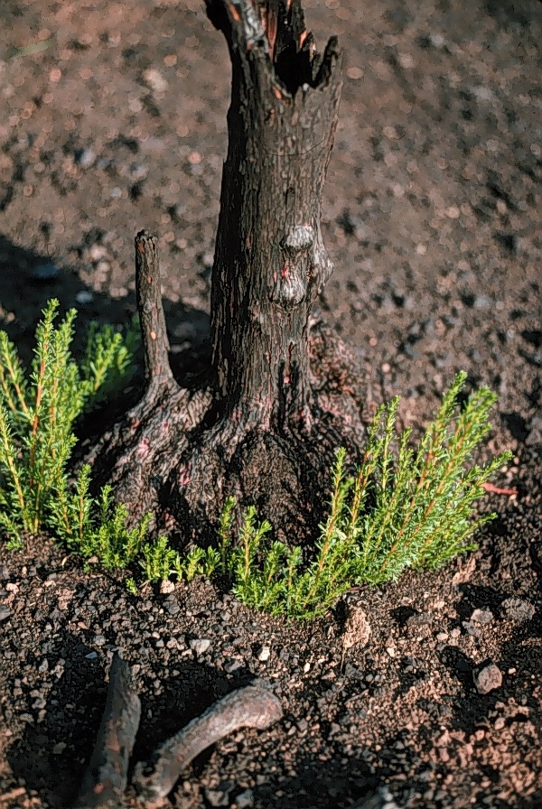 New leaves sprout from the base of a burned chamise, or greasewood, shrub after a wildfire. New leaves sprout from the base of a burned chamise, or greasewood, shrub after a wildfire.