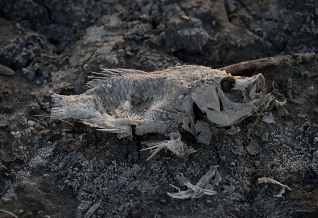 US-ENVIRONMENT-WATER-POLLUTION A dead fish lies on the shore next to the North Shore Yacht Club at the Salton Sea, California on March 19, 2015. California's largest lake is facing major environmental problems with a decreasing water level, increasing salinity and algae issues.
