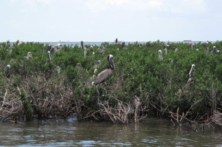 The pelican rookery at Cat Island is protected by double booms, yet many birds still show signs of oil contamination.