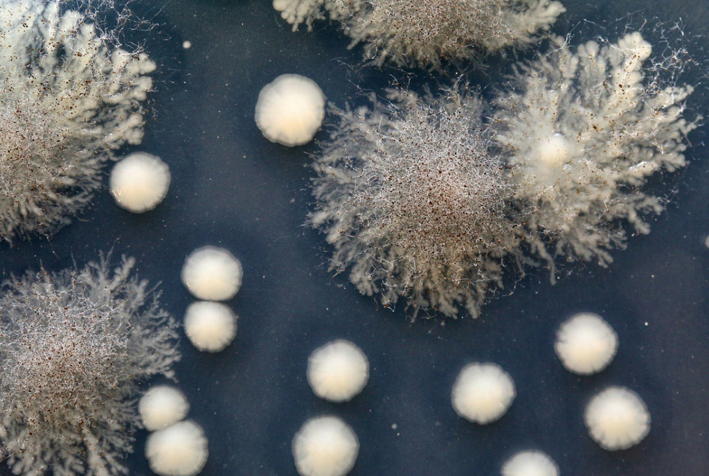 cheese rinds Fuzzy tufts of Mucor lanceolatus mold are seen next to smaller colonies of Serratia proteamaculans, bacteria which give a cheese a nice note of cooked cabbage.