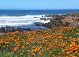 This is a majestic view of Montana de Oro State Park near Morro Bay, Califr., with California Poppies lining the Bluff Trail.