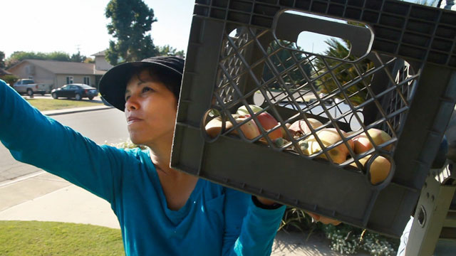 Food Bank Sarah Ramirez gleans apples from a front yard in Visalia, Calif.