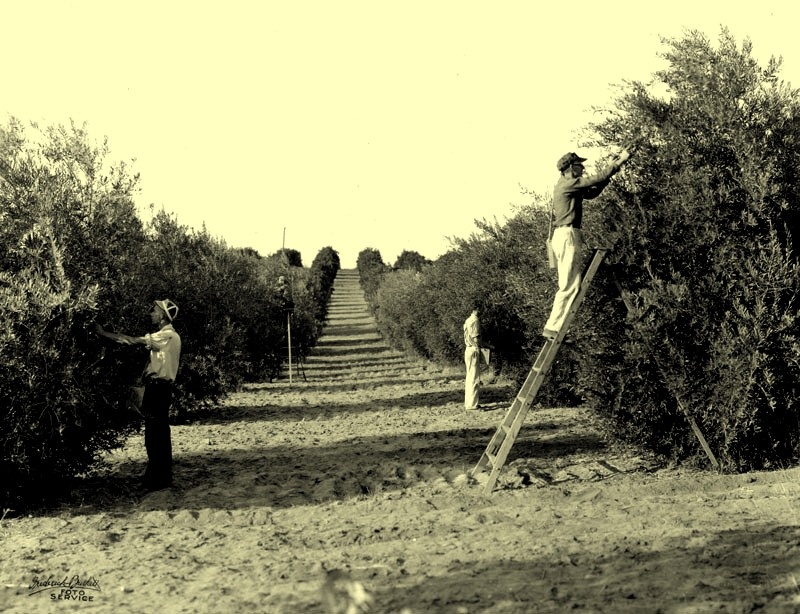 Workers picking olives in an orchard near Oroville. Workers picking olives in an orchard near Oroville, date unknown.