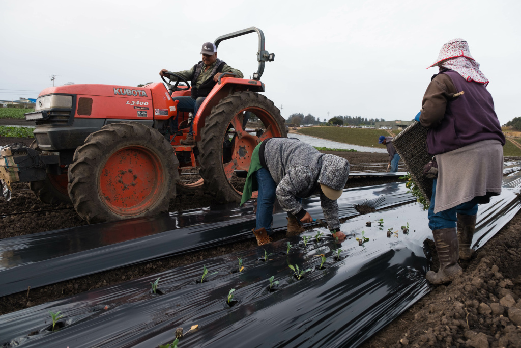 Magaña Organic Farms owner Bertha Magaña (right), and her employees plant kale on her land in Prunedale. Andrew Nixon / Capital Public Radio Magaña Organic Farms owner Bertha Magaña (right), and her employees plant kale on her land in Prunedale. Andrew Nixon / Capital Public Radio