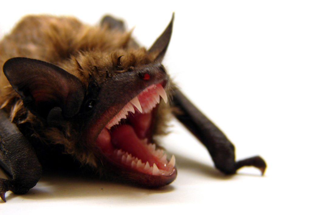 brown bat